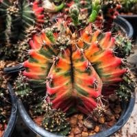 ราคา กระบองเพชร ยิมโนด่าง "ส้มจี๊ด" ไม้ชำหน่อ Cactus แคคตัส ยิมโน (10035542236)
