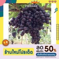 ราคา ต้นองุ่นพันธุ์บิวตี้ซีดเรด ลูกสีดำอมม่วง ไร้เมล็ด หวานกรอบ ปลูกได้ทุกพื้นที่ ทนร้อน (18034398104)
