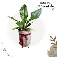 ราคา ต้นไม้ของขวัญ ต้นไม้โชคเก้าชั้น ต้นไม้มงคลพร้อมกระถาง ไม้มงคล กระถาง 12 นิ้ว ของขัญ (26212697857)