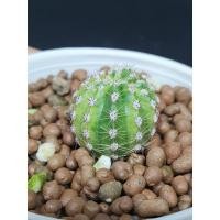 ราคา กระบองเพชร อิชินอปซิส(Echinopsis) ด่าง ชำหน่อ (5162572001)