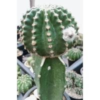 ราคา แคคตัส อิชินอปซิส ไฮบริด พิงค์แองเจิ้ล ECHINOPSIS HYBRID ANGEL (12595759110)