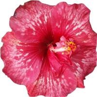 ราคา 25 เมล็ด ดอกชบา ฮาวาย Hibiscus Seeds สายพันธุ์ Bold Idea Cajun Hibiscus (57159477258)
