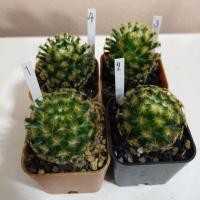ราคา MAMMILLARIA SCHIEDEANA แมมขนนกเหลือง (4342169582)