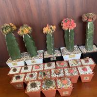 ราคา Gymnocalycium mihanovichii Cactus กระบองเพชร แคคตัส cactus (12128172854)