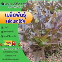 ราคา 2000 เมล็ดเมล็ดพันธุ์สลัดเรดโอ๊ค เมล็ดเรดโอ๊ค ผักสลัด เมล็ดพันธุ์พืช เมล็ดผัก (26081740343)