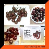 ราคา มะเขือเทศเชอรี่สีดำ - Black Cherry Tomato บรรจุ 30 เมล็ด คุณภาพดี ราคาถูก ของแท้ 100% (517955823)