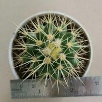 ราคา แคคตัสถังทอง Echinocactus grusonii (2909937736)