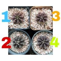 ราคา กระบองเพชร ยิมโนม่วง เพาะเมล็ด (ส่งทั้งกระถาง2นิ้ว) (3733443860)