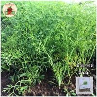ราคา เมล็ดพันธุ์ผักชีลาว(Dill)100เมล็ด (15390068486)