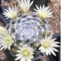 ราคา แมมดูไวไร้หนาม Mammillaria Duwei กระบองเพชร แคคตัส (13306272086)