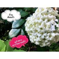 ราคา แก้วพวงดวงใจ เพาะจากเมล็ดจากต้นแม่พันธุ์ที่ออกดอกเยอะ ปลูกตามธรรมชาติ ไม่ใส่ปุ๋ยเคมี แข็งแรง (23178188428)