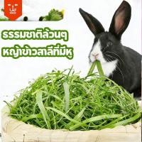 ราคา หญ้ากระต่าย ข้าวสาลี วีทกลาส หญ้าแมว ต้นข้าวสาลีอบลมร้อน 1kg WheatGrassHay หนูแกสบี้ ชินชิลล่า (44903952177)