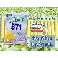 ราคา เมล็ดพันธุ์ข้าวโพดฝักอ่อน แปซิฟิค571 ข้าวโพดแอ้ ถุง 5 กก (29989426170)
