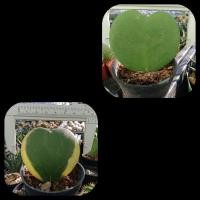 ราคา ใบตัดสดโฮย่าด่าง โฮย่าเขียว หัวใจทศกัณฐ์ ใบหัวใจ (5977599620)