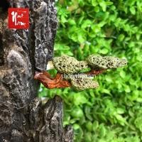 ราคา กิ่งไม้หินประดับประดับหินประดับ (25327839476)