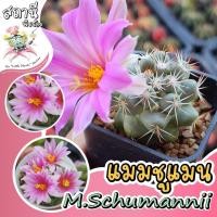 ราคา แมมชูแมน Mammillaria schumannii กระบองเพชร ไม้อวบน้ำ succulent แคคตัส cactus (21151777329)