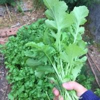 ราคา 500 เมล็ด ผักกาดเขียว ผักกาดหิ่น ผักกาดเขียวปลี ผักกาดสร้อย Leaf mustard Seeds สายพันธุ์ ผักกาดเขียวน้อยใบสร้อย (40880284991)
