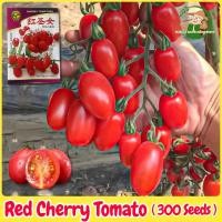 ราคา เมล็ดพันธุ์ มะเขือเทศเชอรี่ บรรจุ 300 เมล็ด Red Cherry Tomato Seed Fruit Seeds for Planting เมล็ดผล (28706079702)