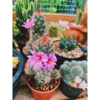 ราคา แคคตัส Cactus แมมหนามตะขอแดง Mammillaria Beneckei variegata29฿ จัดส่งทั้งกระถาง (8673108416)