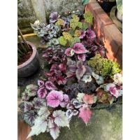 ราคา ต้นบีโกเนีย (Begonia) ไม้ประดับ สีสวย ฟอกอากาศ บีโกเนียนานาชนิด บีโกเนีย (28804918729)