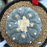 ราคา Lophophora fricii seeding (48011797098)