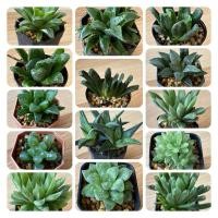 ราคา ฮาโวเทีย ไม้อวบน้ำ ขนาดกระถาง 2 นิ้ว ส่งทั้งกระถาง Succulent and havotia cuctus plant (25102996118)