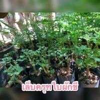 ราคา เล็บครุฑใบผักชี ต้นเล็บครุฑใบผักชี ไม้ประดับ พร้อมปลูก พร้อมส่งสอบถามได้จ้า (16636640210)
