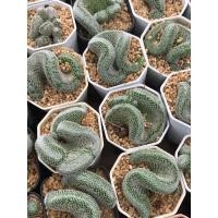 ราคา แมมนกฮูกคริส กระถาง2”นิ้ว Mammillaria Microthele Cristata (23883124059)