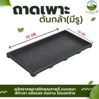 ราคา ถาดเพาะกล้า ต้นอ่อน แบบมีรู ใช้เพาะต้นอ่อนทานตะวัน เพาะต้นกล้าผัก (27860176585)