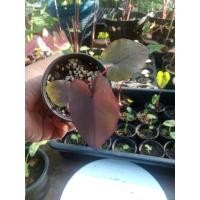 ราคา colocasia black coral (12272371262)