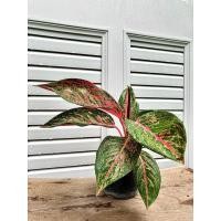 ราคา Aglaonema มหาเศรษฐี (44205838193)