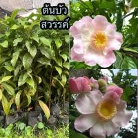 ราคา ต้นบัวสวรรค์หรือบัวสวรรค์ (45859487559)