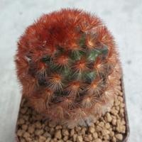 ราคา กระบองเพชร แคคตัส แมมมิลาเรีย คามิเน่ แดง cactus mammillaria carmenae (2209251641)