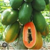 ราคา เมล็ดพันธุ์มะละกอฮอลแลนด์บรรจุ 100 เมล็ด (29380207060)