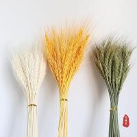 ราคา 10ชิ้นขนาดใหญ่จริงข้าวสาลีดอกไม้แห้งพืชสวนหูข้าวสาลีจริงธรรมชาติ นําเสนอ ดอกไม้งานแต่งงาน เดคโค แห้งข้าวสาลีก้านและบาร์เบ (46511704078)