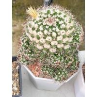ราคา แมมโฉมสกาว Mammillaria Karwinskiana แคคตัส กระบองเพชร ต้นใหญ่ในกระถาง2นิ้ว (22760289066)