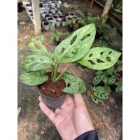 ราคา ต้นพลูฉลุไม้ใบฟอกอากาศ (12401924738)
