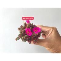 ราคา ต้นแพรทับทิม คุณนายญี่ปุ่น คุณนายตื่นสายญี่ปุ่น portulaca gilliesii กระถาง 2 นิ้ว (3844290494)