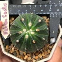 ราคา เมโลหนามกุด | แคคตัส Cactus | กระบองเพชร (23180705647)
