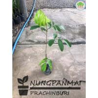 ราคา ต้นลองกองพันธุ์ต้นหยงมัส ต้นเล็ก (8271190816)