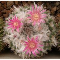ราคา M4105 Mammillaria sempervivi pink fl (20 เมล็ด) เมล็ดพันธุ์ กระบองเพชร แคคตัส แมมมิลลาเรีย เพาะเมล็ด แคคตัส Cactus (12103466514)
