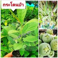 ราคา จิกนา ,กระโดนป่า ผักพื้นบ้าน รับประทานยอดอ่อน ซื้อ 10 เเถมฟรี 1 ต้น สินค้าเสียหายยินดีเคลมฟรี (22384796425)