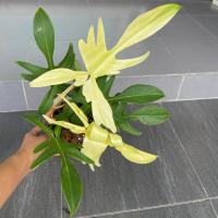 ราคา Philodendron Florida ghost ก้ามกุ้งโกสเลือกต้นได้ (6160490489)