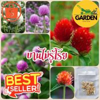 ราคา Garden yosting_เมล็ดดอกบานไม่รู้โรย 50 เมล็ด มีแบบคละสีและแยกสี_Garden yosting (29619571583)