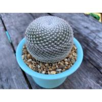 ราคา Mammillaria Microthele แมมนกฮูก (3154469239)