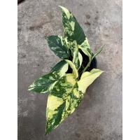 ราคา ต้นเงินไหลมาด่างเหลือง (21575886984)