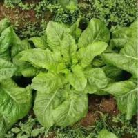 ราคา 600 เมล็ด สลัดแก้ว ผักกาดแก้ว เมล็ดพันธุ์ ผักสลัด อัตราการงอกสูง Romaine Lettuce Seed (49850270033)