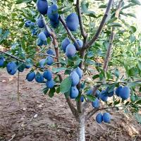 ราคา ต้นลูกพรุนผลม่วง 70–80 cm ต้นเสียบยอด ต้นนำเข้า ใบเขียวเข้ม (42352733921)