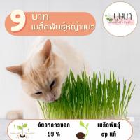 ราคา เมล็ดพันธุ์หญ้าแมว 39บาท 500เมล็ด (28168415534)