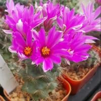 ราคา Mammillaria schumannii แมม ชูแมน (538321900)